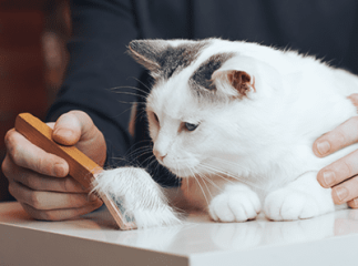 mue du chat